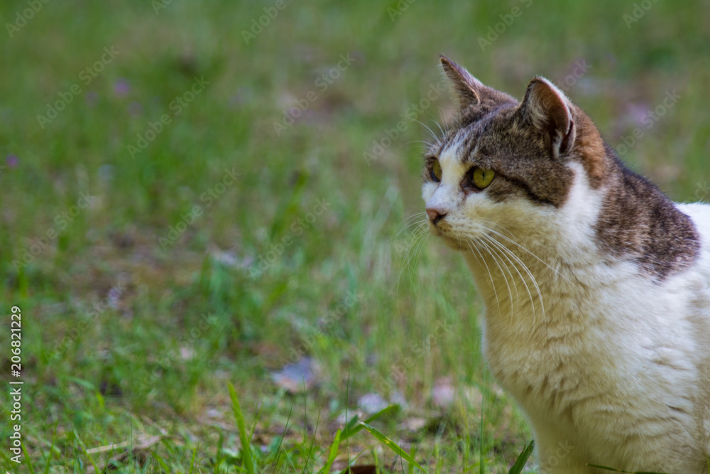 Obraz premium Brown white cat sitting outside in the garden.