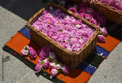 Bulgarian oil rose
