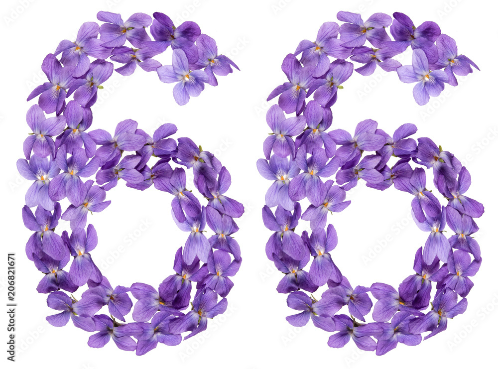 Arabic numeral 66, sixty six, from flowers of viola, isolated on white background Arabic numeral 66, sixty six, from flowers of viola, isolated on white background