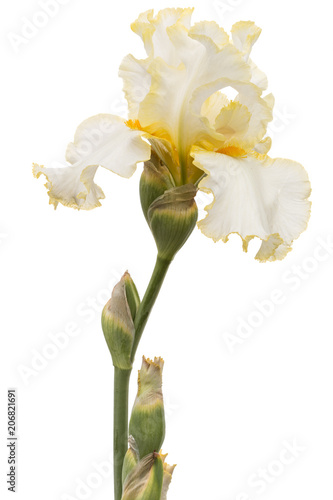 Fototapeta Naklejka Na Ścianę i Meble -  Yellow flower of iris, isolated on white background