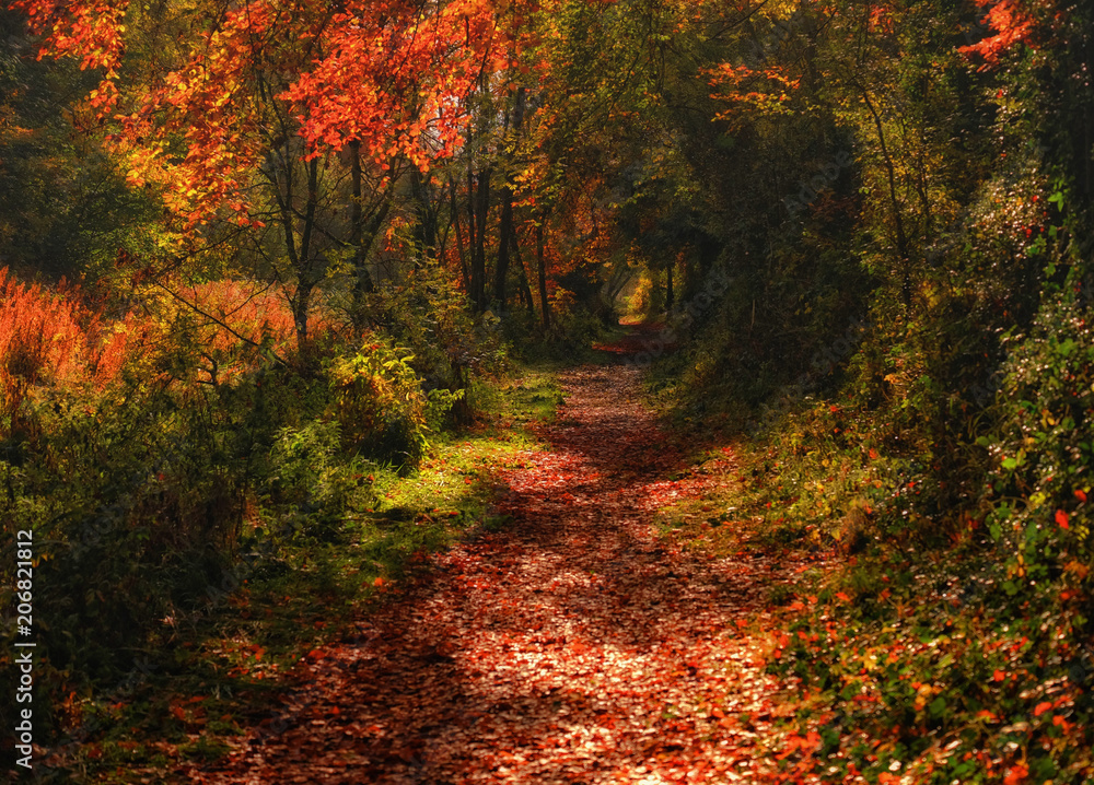 Fototapeta premium Irish Landscapes