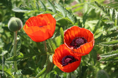 Three large red poppies