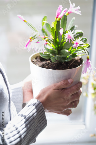 Houseplant with pink flowers