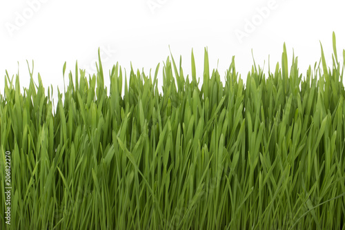 green grass isolated