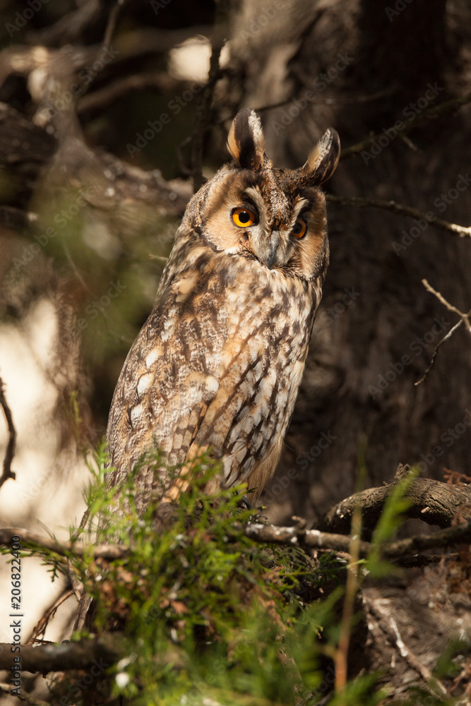 Eurasian eagle-owl, Bubo bubo Eurasian eagle-owl, Bubo bubo