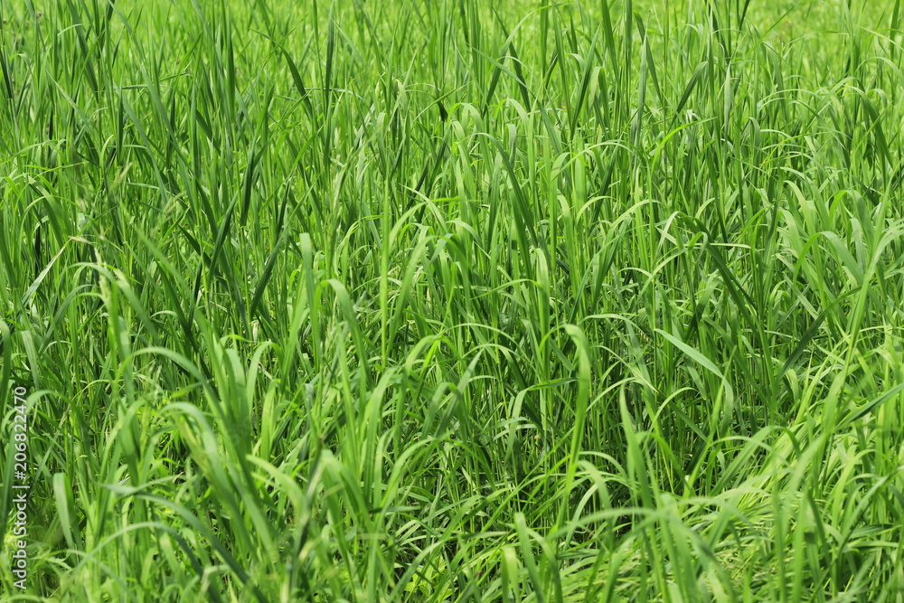 fresh green grass background fresh green grass background