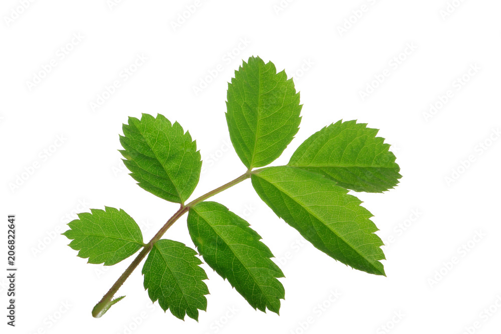 leaves of dog rose isolated on white background leaves of dog rose isolated on white background