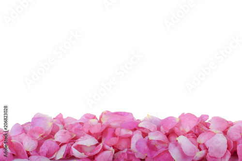petals of rose background with copy space