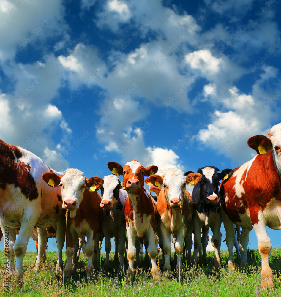 Calves on the field Calves on the field