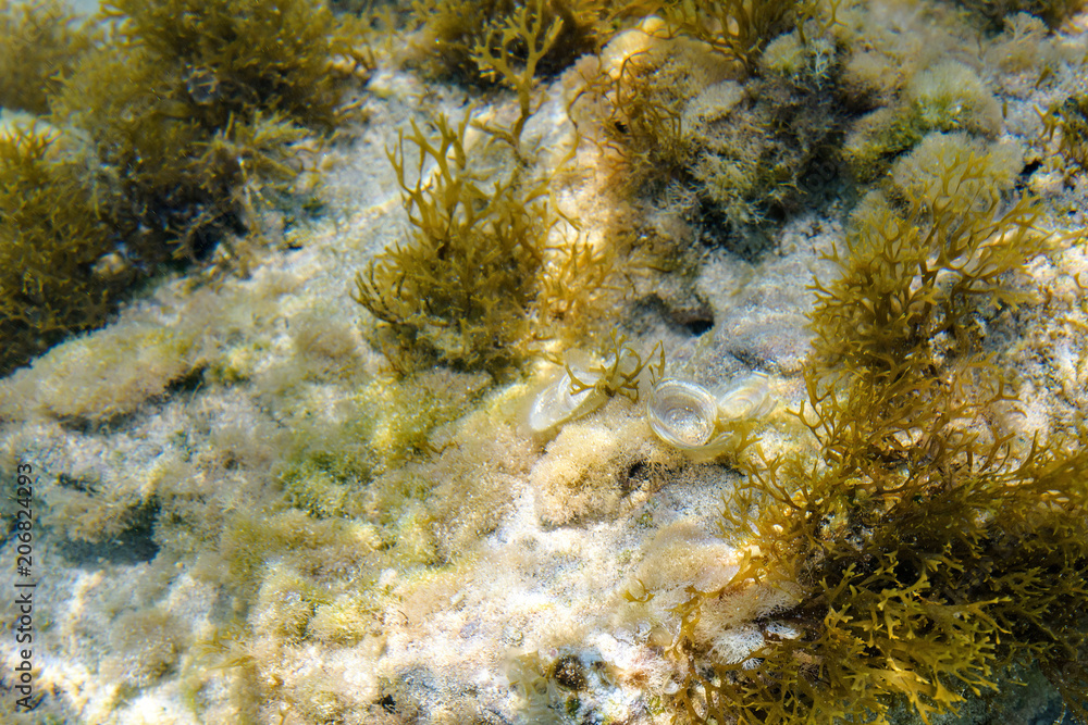 Daylight view to diverse algae on underwater sand Daylight view to diverse algae on underwater sand