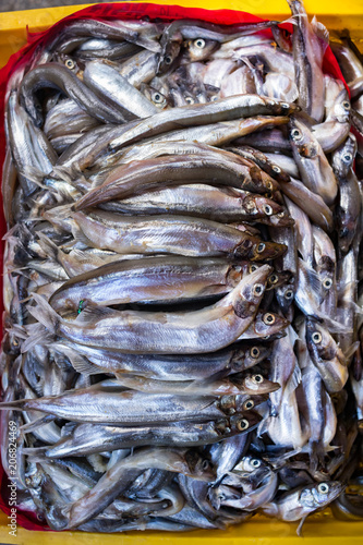 Fish in plastic basket at local food market caught near marine coastline pier in Georgia. Fresh seafood in yellow crate.