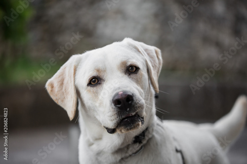 White Labrador dog looking curiously