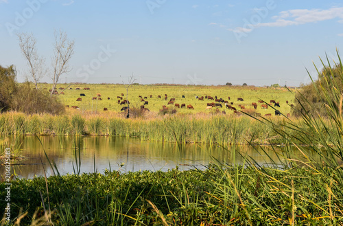 Fields of cows across the dam