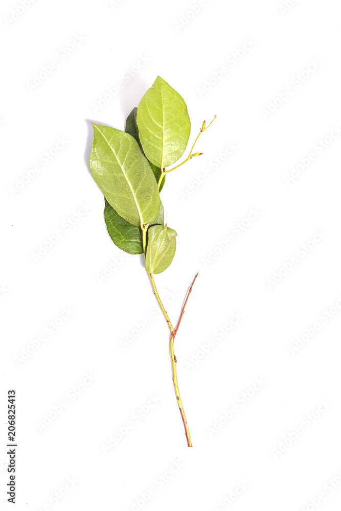 Fototapeta premium Leaves salal plant on white background