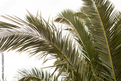 Fronds of a Date Palm