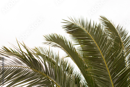 Fronds of a Date Palm