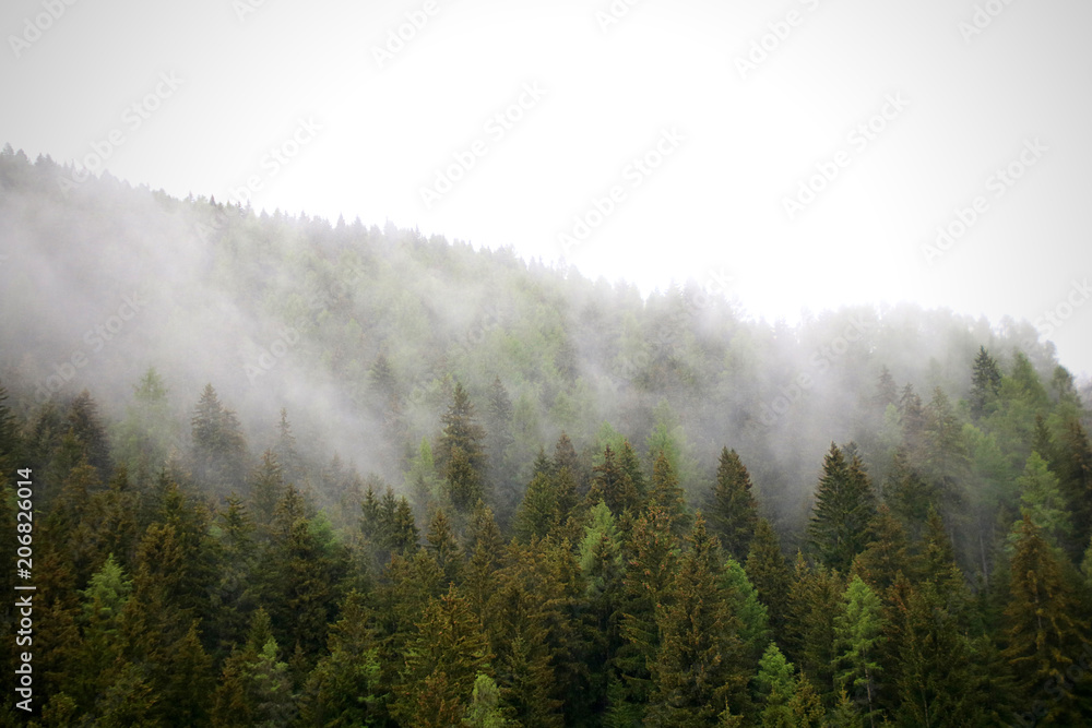 Fototapeta foggy clouds rising from dark alpine mountain forest