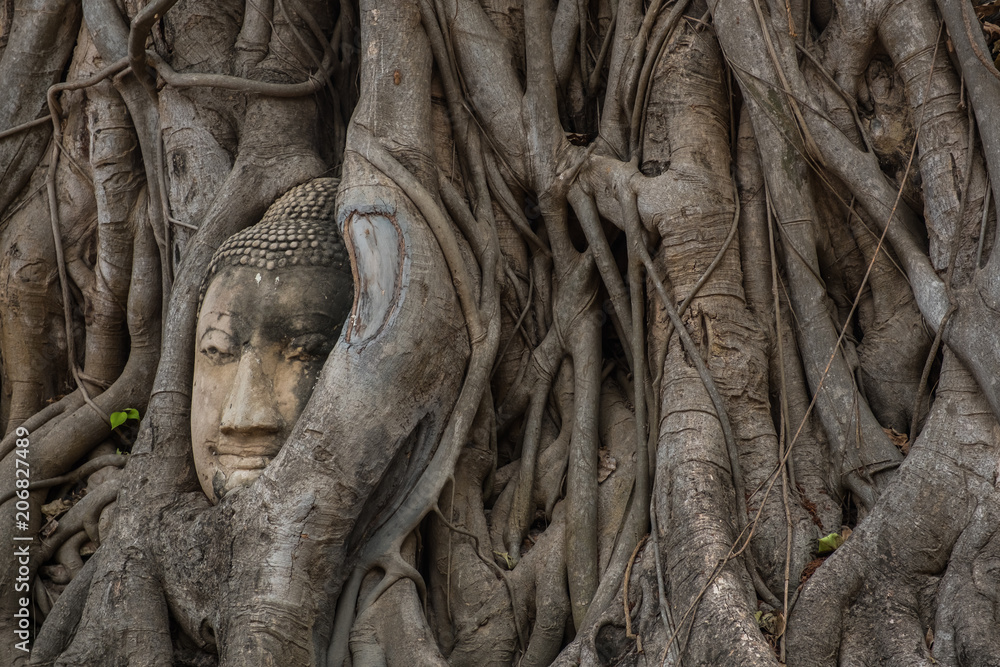 Buddha head Wat Mahathat (Old temple) in Ayutthaya World Heritage Buddha head Wat Mahathat (Old temple) in Ayutthaya World Heritage