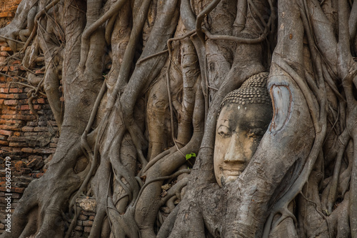 Buddha head Wat Mahathat  Old temple  in Ayutthaya World Heritage 