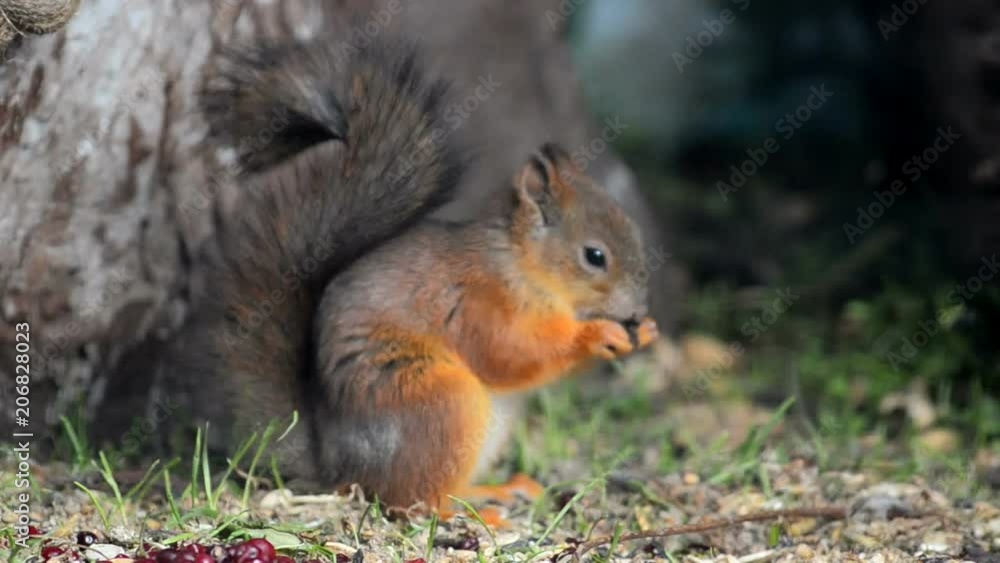 Cute little red squirrel is eating found nut Cute little red squirrel is eating found nut