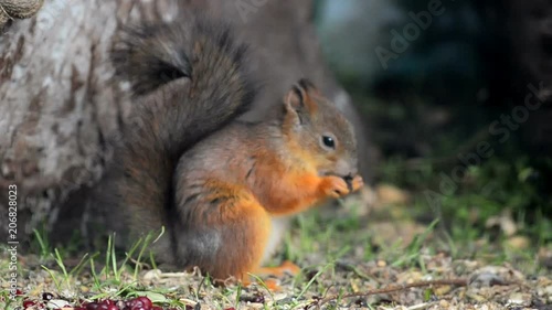 Cute little red squirrel is eating found nut