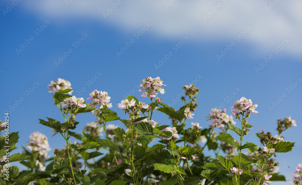 Wild blackberry flower and background clear sky Wild blackberry flower and background clear sky