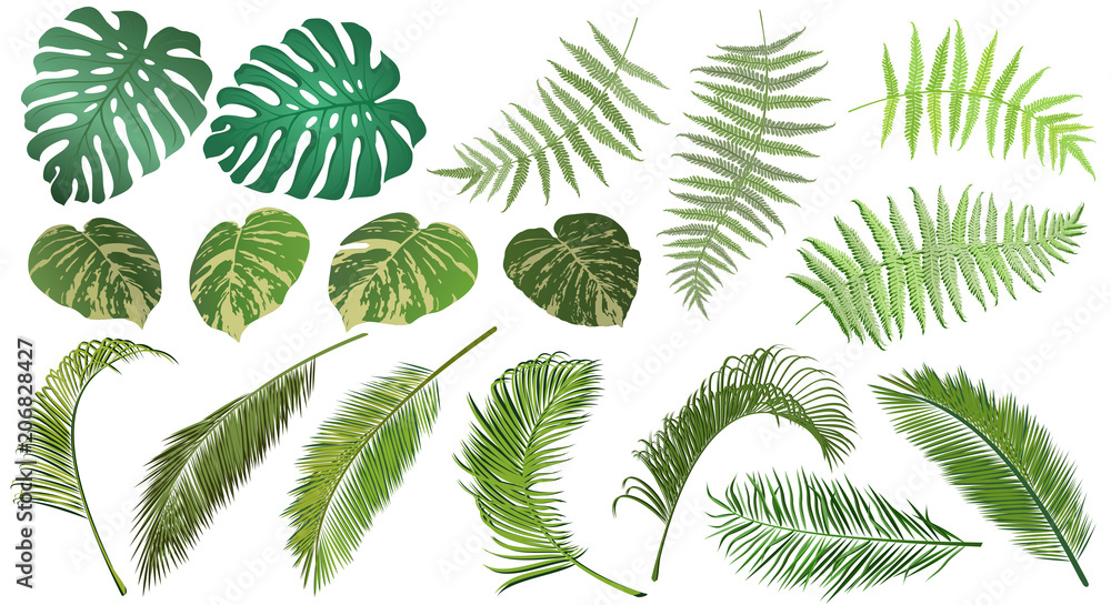 Frond leaves. Set of fern, palm, monstera and tropical vine leaves for floral design, realistic vector illustrations.