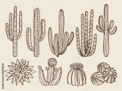 Sketch hand drawn illustrations of cactuses and various wild plants