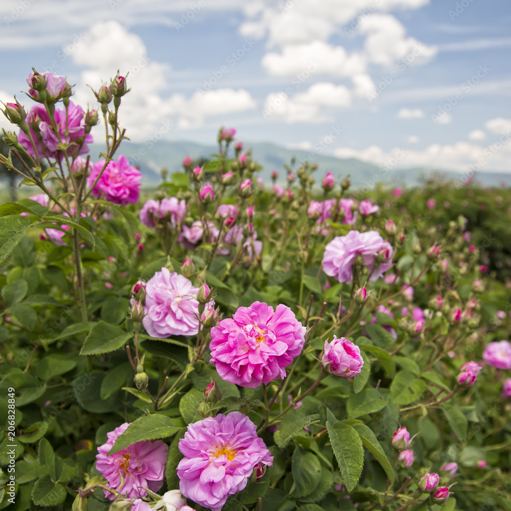 Naklejka premium Bułgarska dolina różana w pobliżu Kazanlaka. Różane pola Damascena. Makro, z bliska