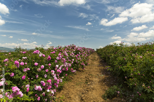 Bulgarian rose valley near Kazanlak. Rose Damascena fields.