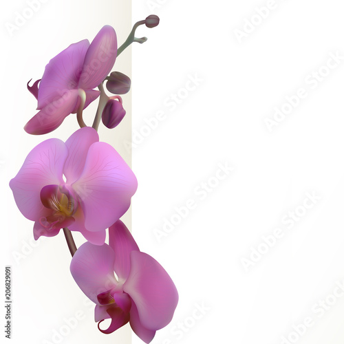 Orchid. Tropical flowers. Floral background. Pattern. Exotic plants. Branch. Buds. Purple. Template. Border. Card.