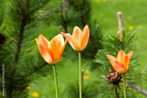 Orange tulip growing in the garden on green background