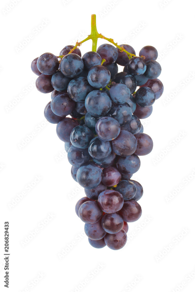 bunch of blue grapes isolated on white background bunch of blue grapes isolated on white background