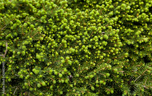 Green spruce pine tree needles texture in the garden