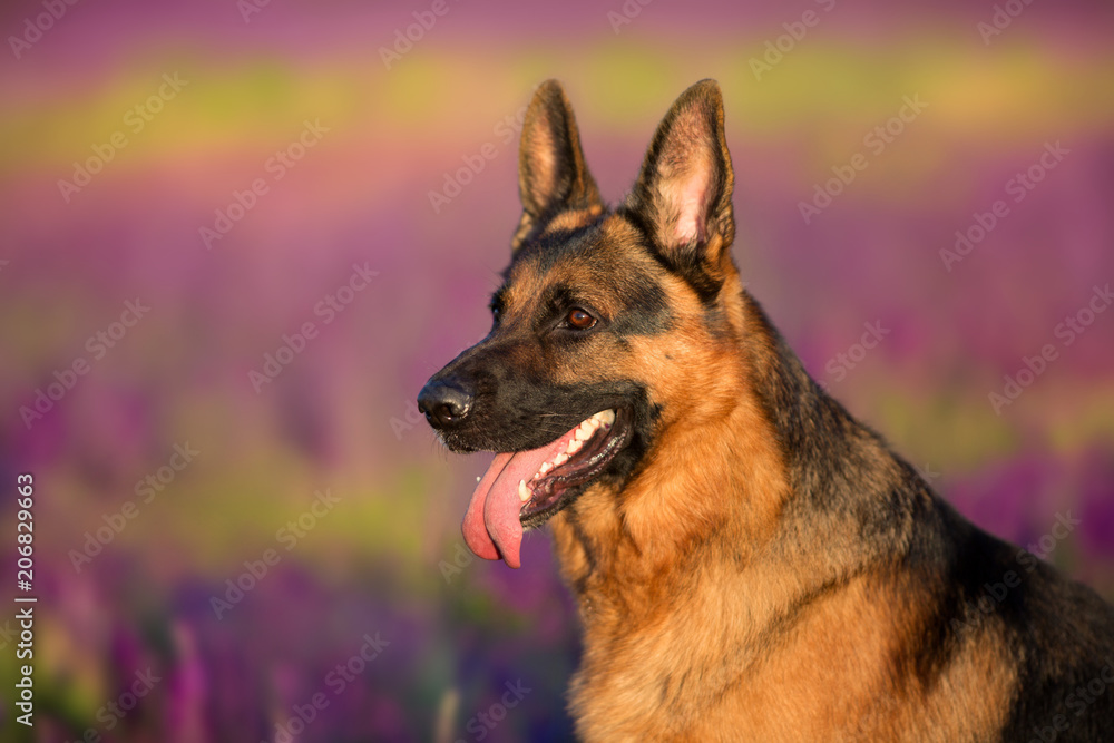 German shephard dog portrait in flowers meadow German shephard dog portrait in flowers meadow