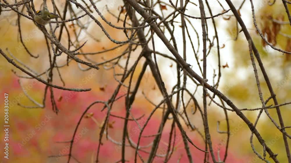 Golden crowned kinglet hopping on blurry autumn color background Golden crowned kinglet hopping on blurry autumn color background