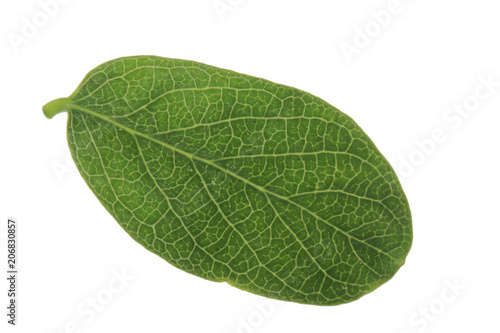 green fresh leaf of honeysuckle isolated on white background