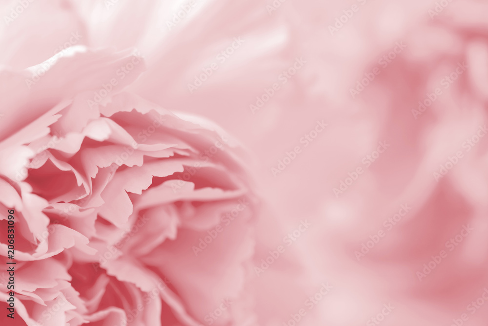 Macro carnation flower pastel color background