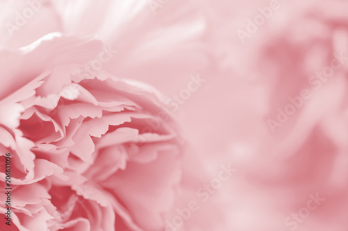 Macro carnation flower pastel color background © ArtBackground