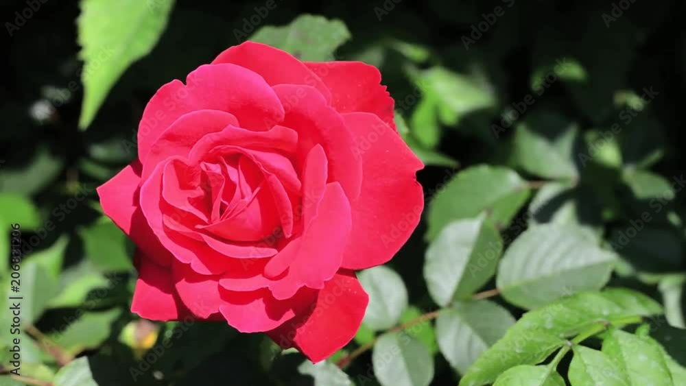 Red Rose in the garden on sunny day. close-up. Red Rose in the garden on sunny day. close-up.