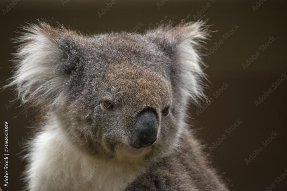 Fototapeta premium Australian koala