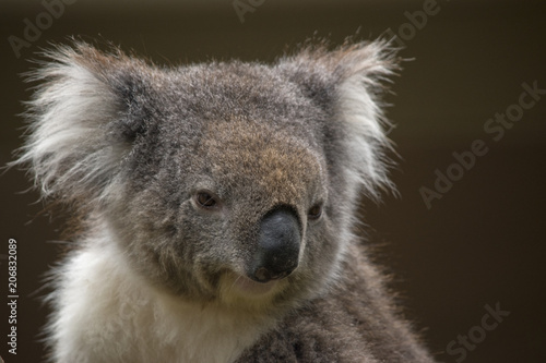 Fototapeta Naklejka Na Ścianę i Meble -  Australian koala