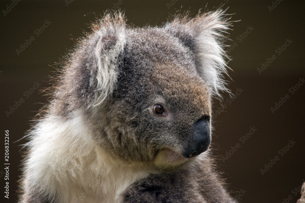 Fototapeta premium Australian koala