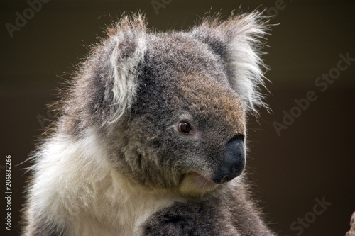 Fototapeta Naklejka Na Ścianę i Meble -  Australian koala