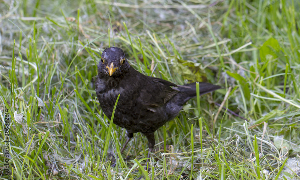 blackbird in the grass hunts insects blackbird in the grass hunts insects