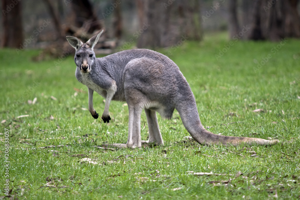 Fototapeta premium red kangaroo