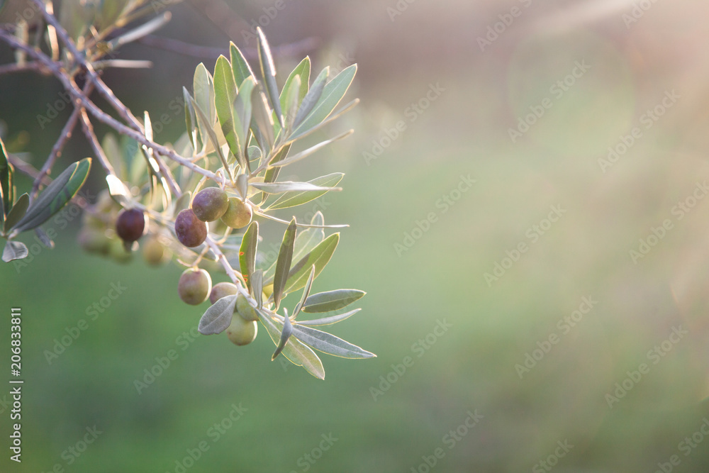 Ripe olives are on branch and tree. Green background with free space for text. Ripe olives are on branch and tree. Green background with free space for text.