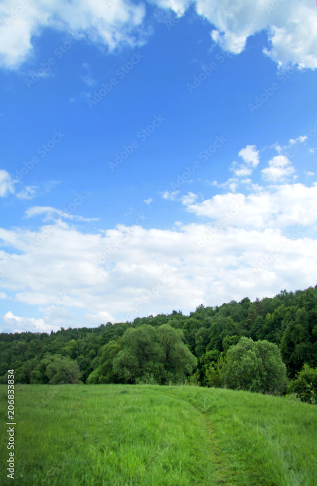  wild field of green grass against the blue sky, landscape