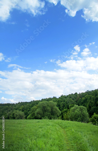  wild field of green grass against the blue sky  landscape
