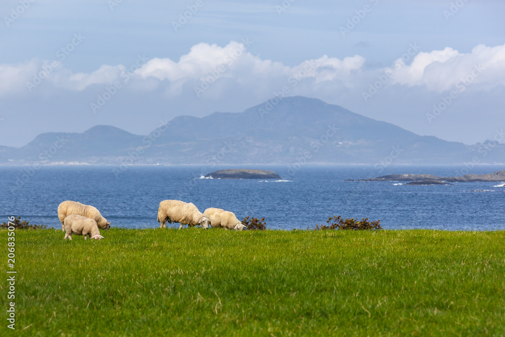 Obraz premium Pastoral landscape with the grazed sheep on the green seashore in the Mosteroy island, close to Stavanger, Norway